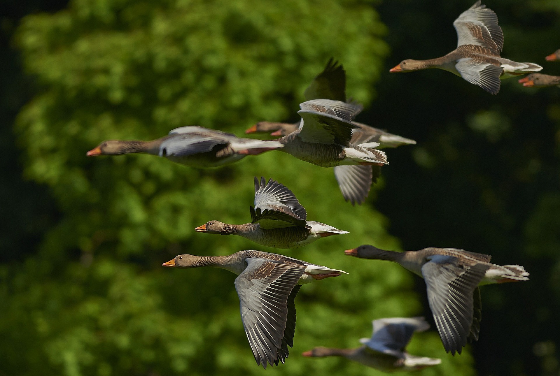 Flock of ducks flying